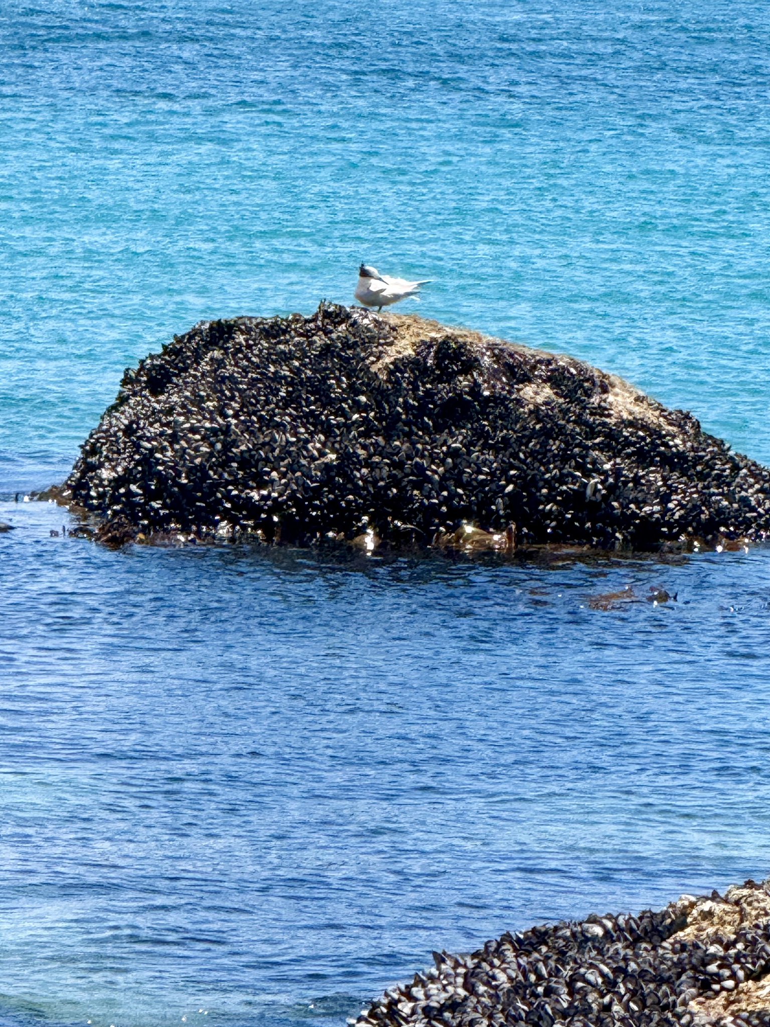 Greater Crested Tern (Thalasseus bergii), photo 3