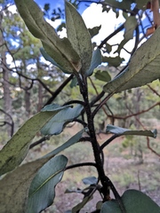 Arbutus bicolor