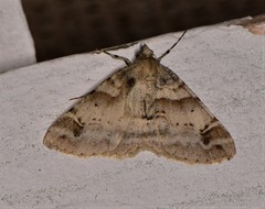 Syneora hemeropa