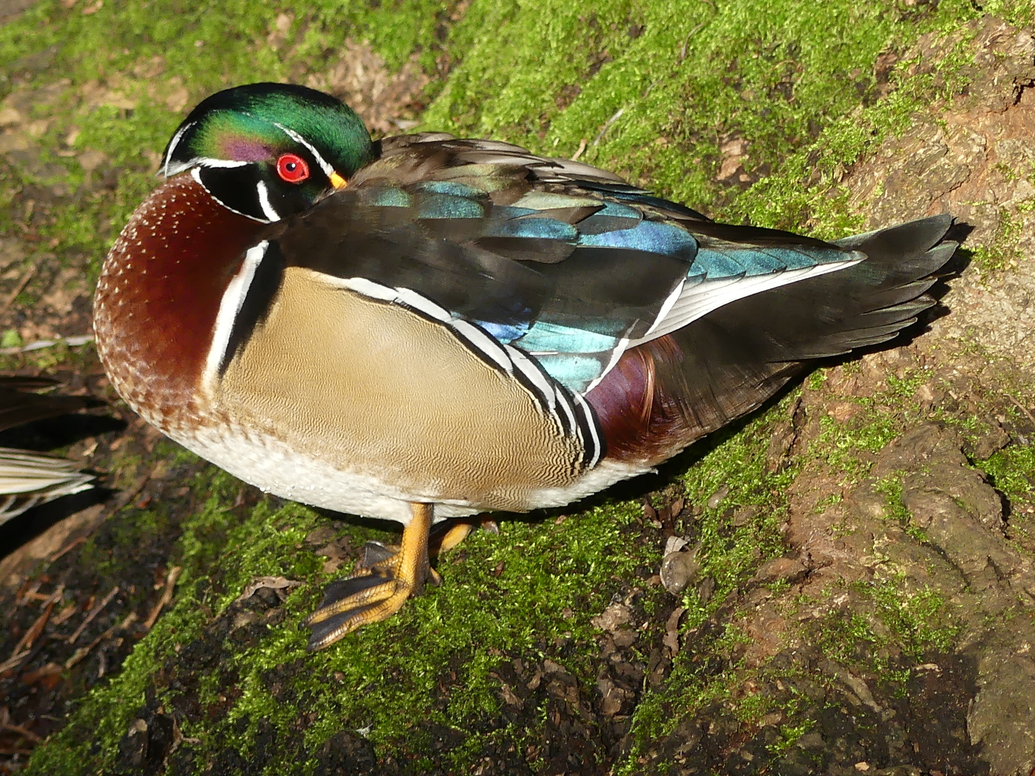 Wood Duck