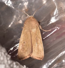 Leucania abdominalis