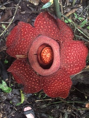 Rafflesia arnoldii