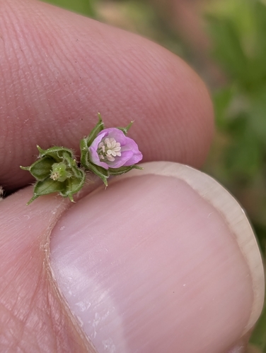 Rough Crane's-Bill (Geranium gardneri)