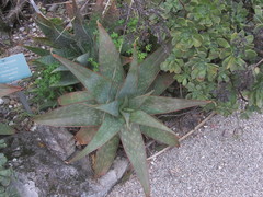 Aloe macrocarpa