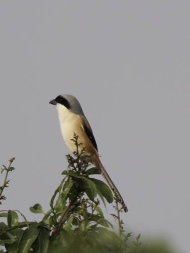 Long-tailed Shrike (Lanius schach), photo 3