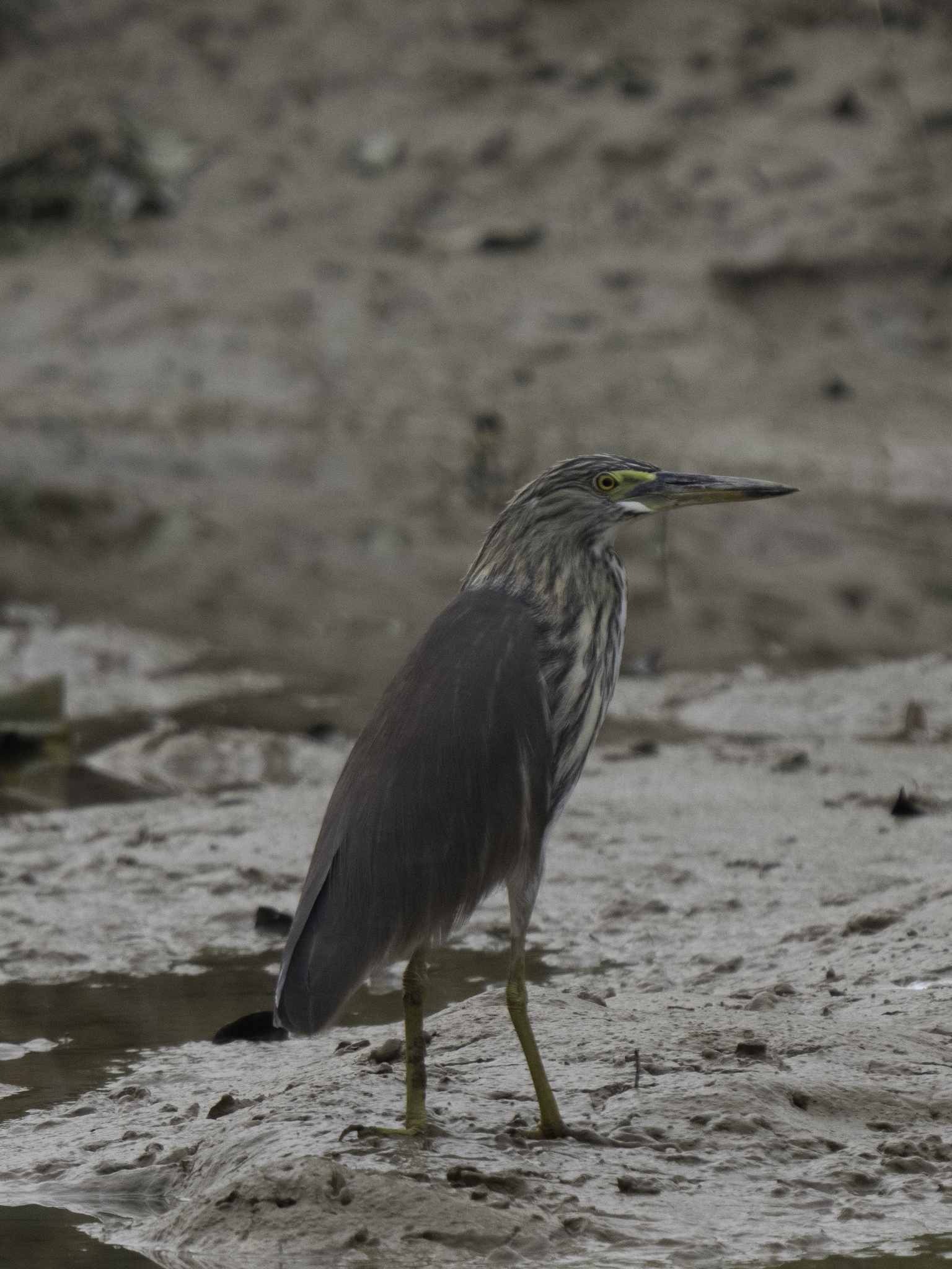 Chinese Pond Heron (Ardeola bacchus), photo 4