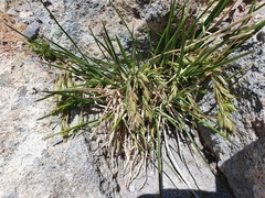 Poa novae-zelandiae