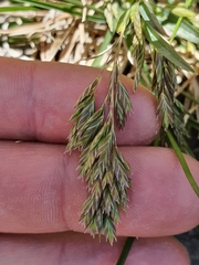 Poa novae-zelandiae