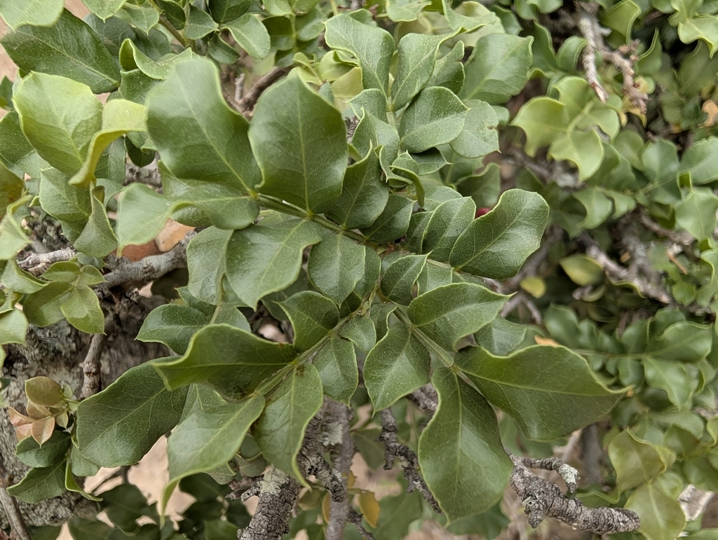 Schotia capitata; photograph (c) Shedron Mukhumo, some rights reserved (CC BY)