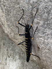 Peruphasma transversatum