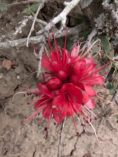 Schotia capitata, photograph 3