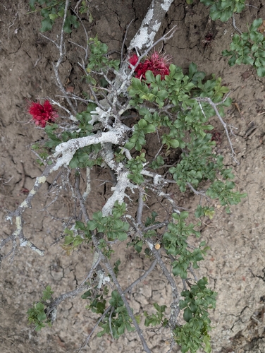 Schotia capitata, photograph 4