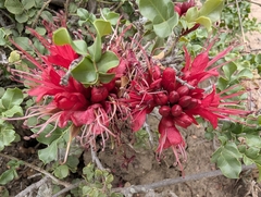 Schotia capitata, photograph (c) Shedron Mukhumo, some rights reserved (CC BY)