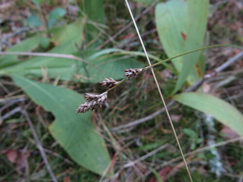 Brownish Sedge (Carex brunnescens)