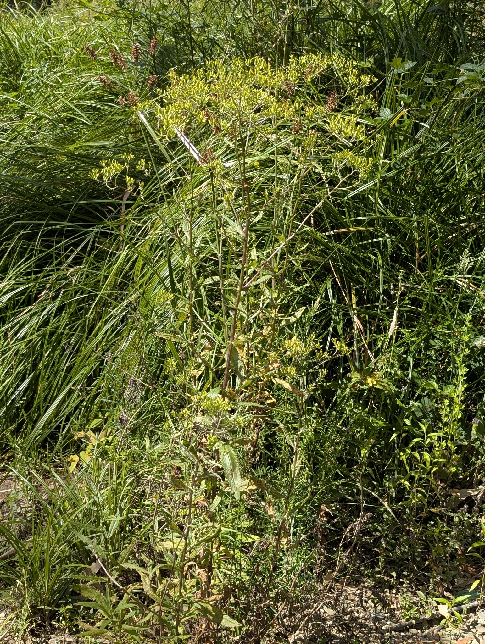 Imagem de Senecio minimus
