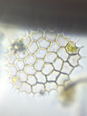 Pseudopediastrum boryanum