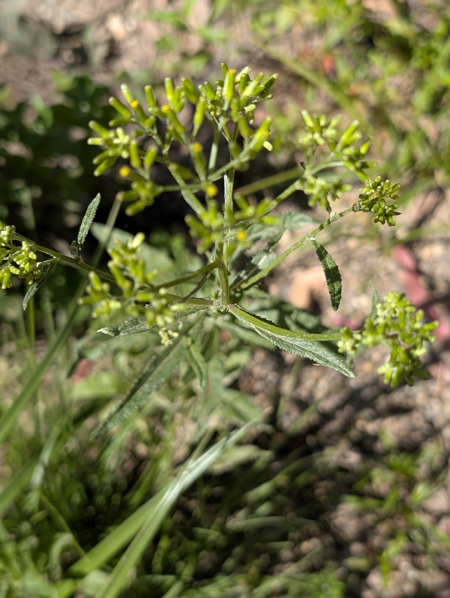 Imagem de Senecio minimus