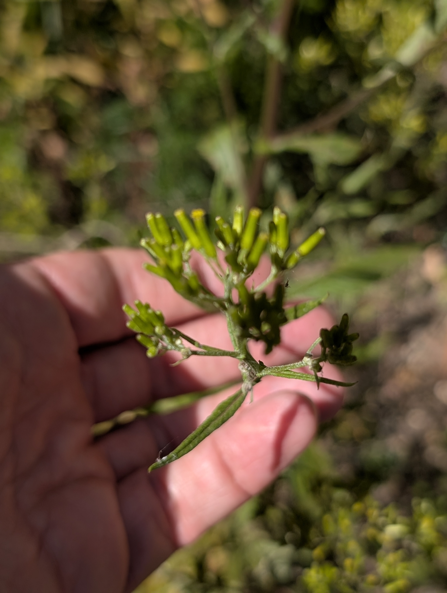 Imagem de Senecio minimus