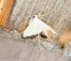 Elophila icciusalis