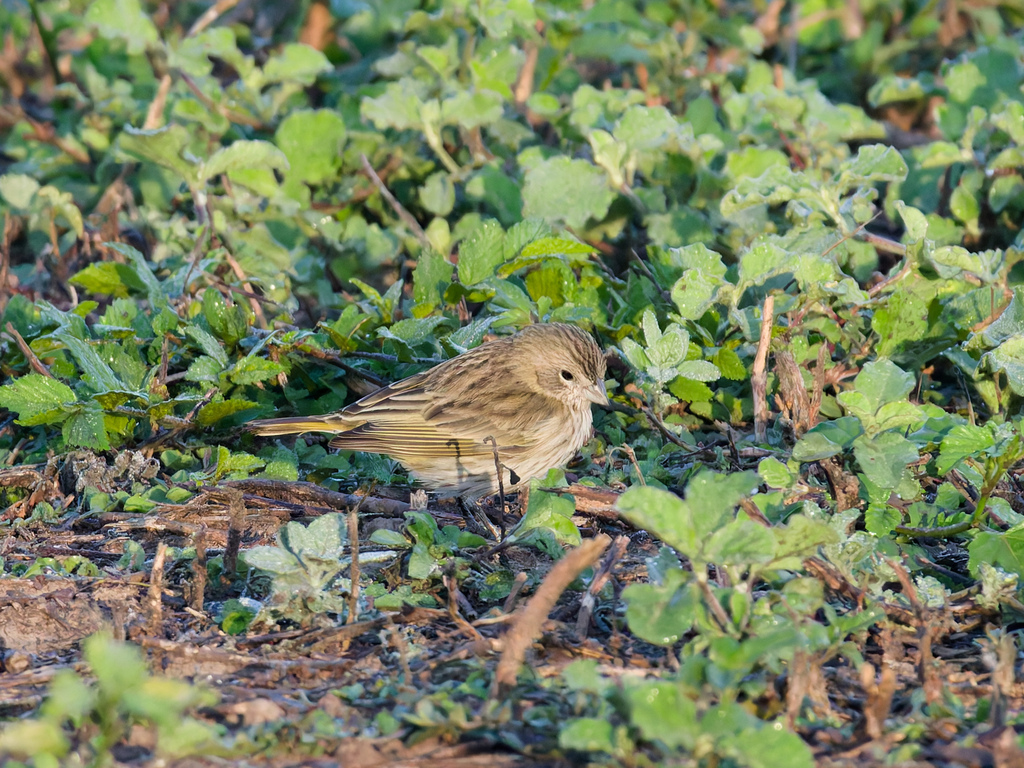 Saffron Finch (Pelzen's)