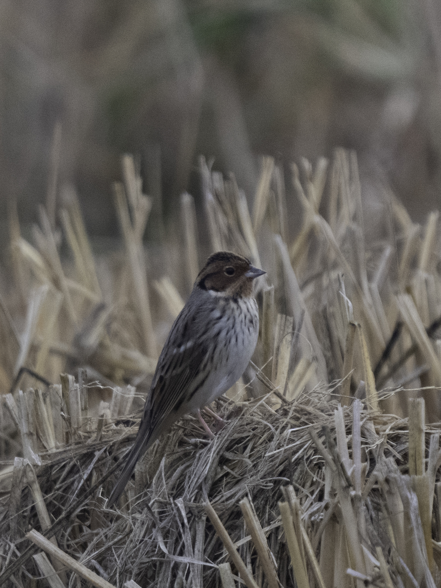 Little Bunting (Emberiza pusilla), photo 1
