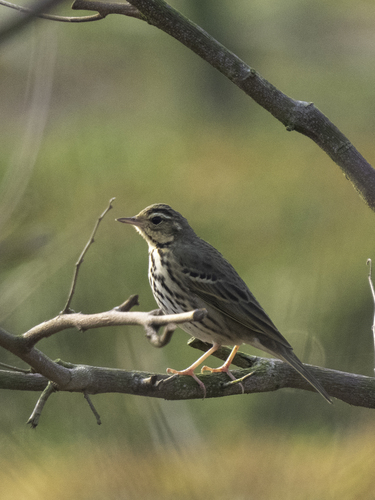 Olive-backed Pipit (Anthus hodgsoni), photo 10