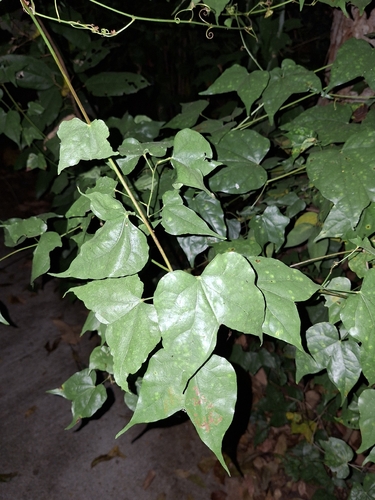 Phanera scandens, 2026-01-21
