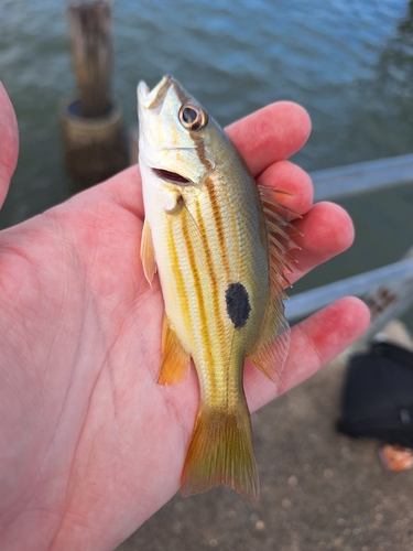 Black-spot sea perch (Lutjanus fulviflamma) — Lutjanidae — 3