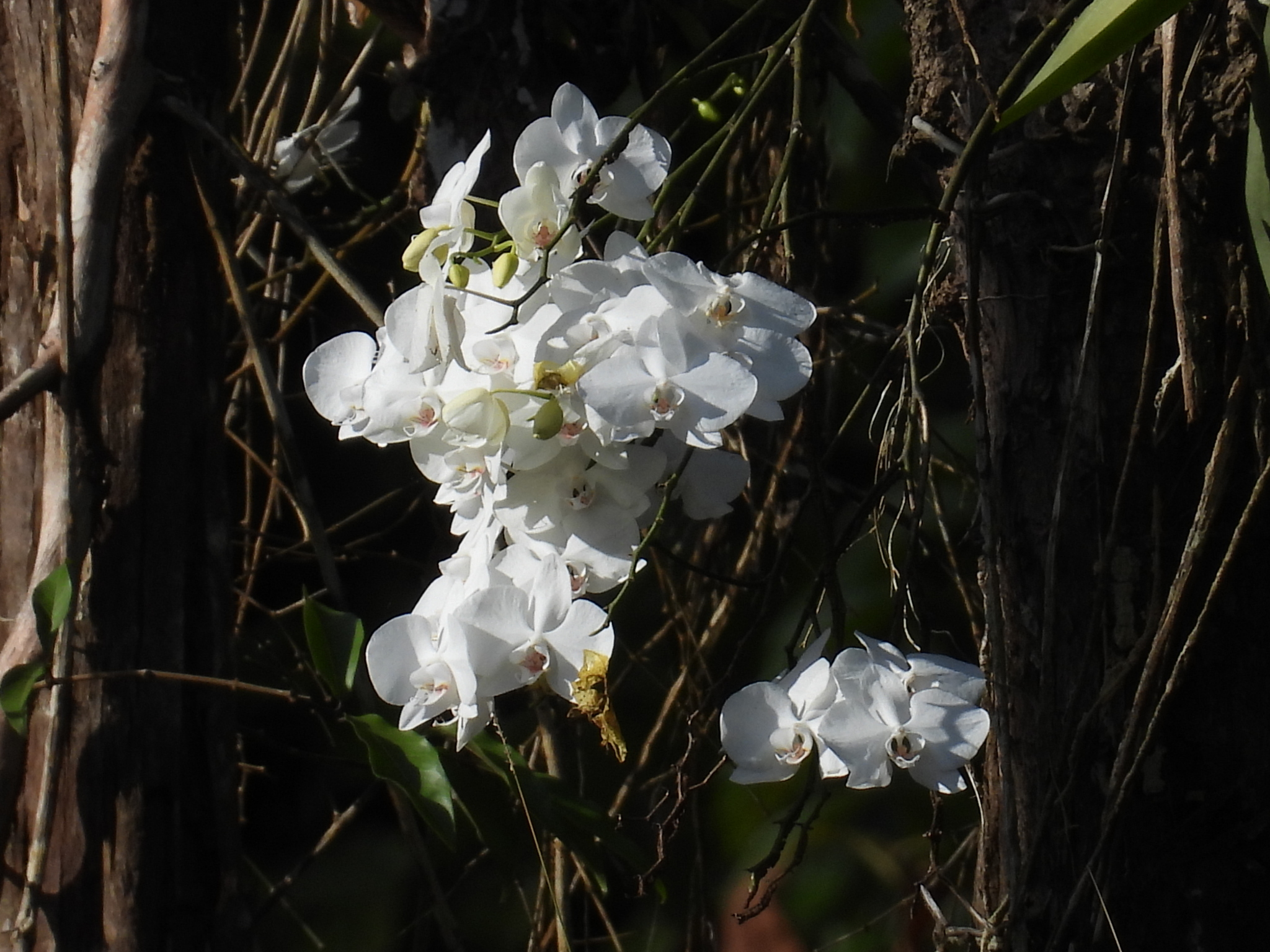 Moth orchid