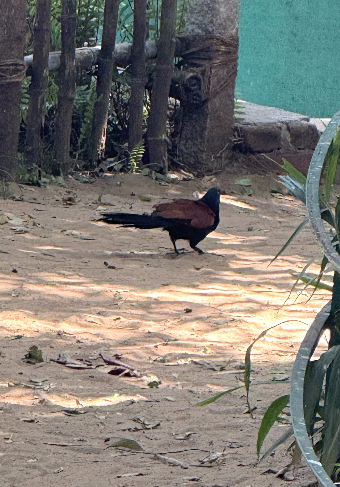 Greater Coucal (Centropus sinensis), photo 7