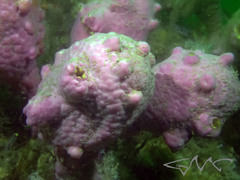 Pyura spinifera