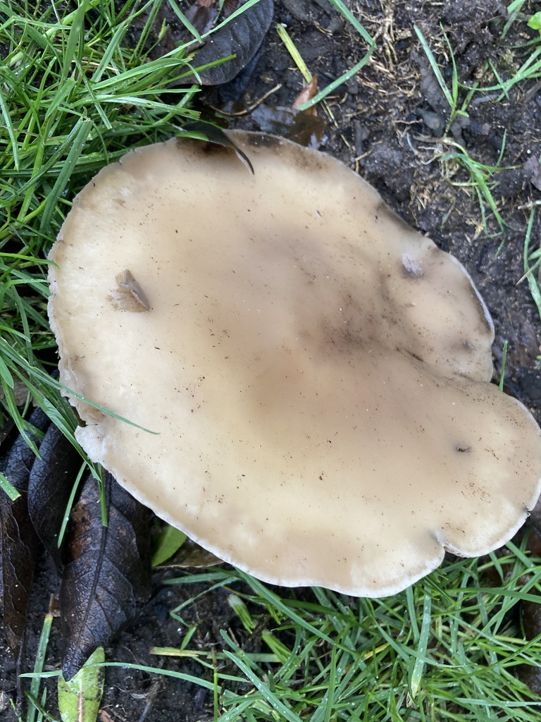 Collybia personata · January 2026 · photo: © nick37158 (iNaturalist, cc-by)