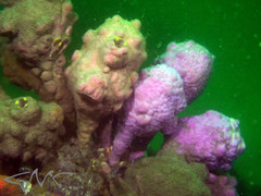 Pyura spinifera