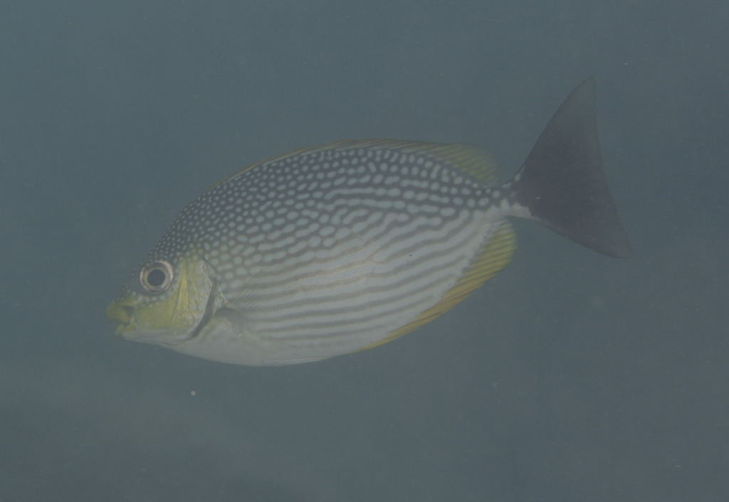 Bluespotted spinefoot (Siganus javus) — Siganidae
