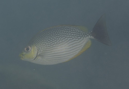 Bluespotted spinefoot (Siganus javus) — Siganidae