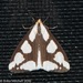 Leconte's Haploa Moth - Photo (c) Erika Mitchell, some rights reserved (CC BY-NC)
