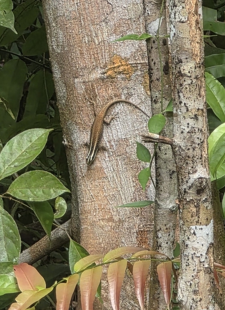 Borneo Skink (Dasia vittata)