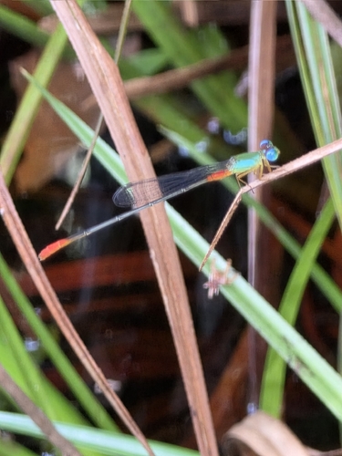 Ceriagrion cerinorubellum