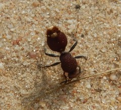 Ephutomorpha ferruginata