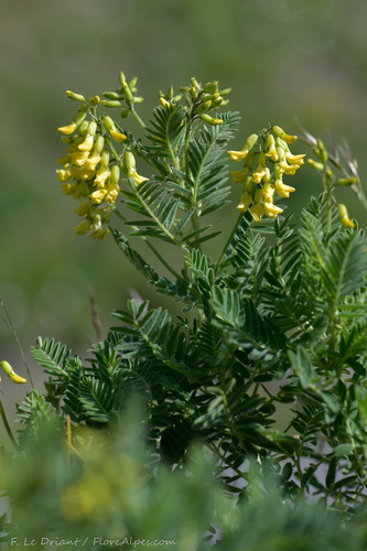 Astragalus penduliflorus