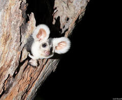 Greater Glider photo 5