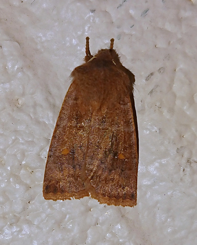 Straight-toothed Sallow photo 3