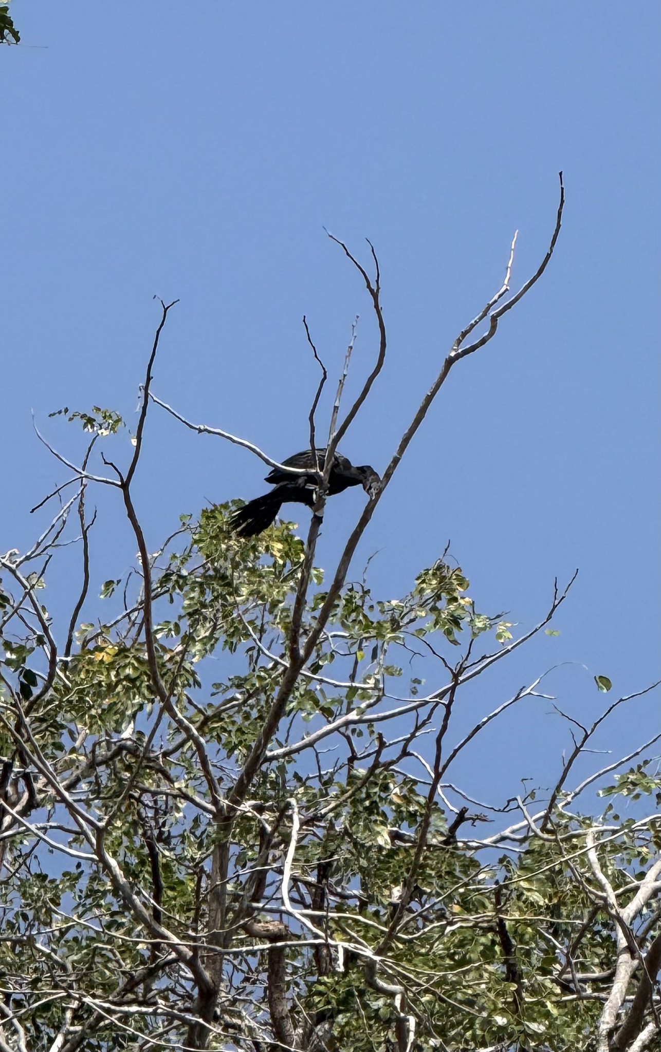 Little Cormorant (Microcarbo niger), photo 9