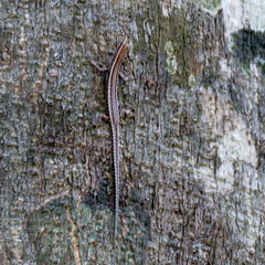 Cryptoblepharus virgatus