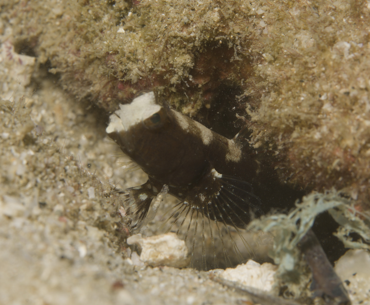 Saddled Prawn-Goby photo 6