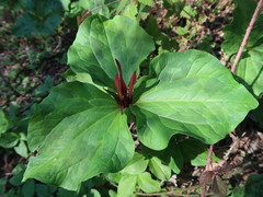 Trillium angustipetalum