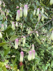Kalanchoe pinnata