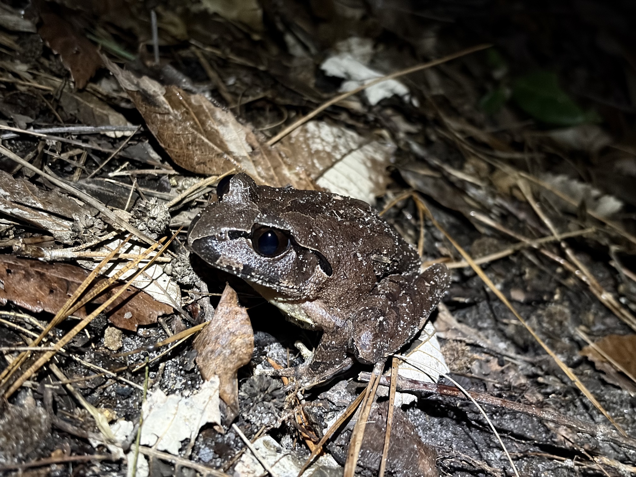 Southern Stuttering Barred Frog photo 5