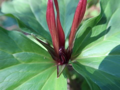 Trillium angustipetalum