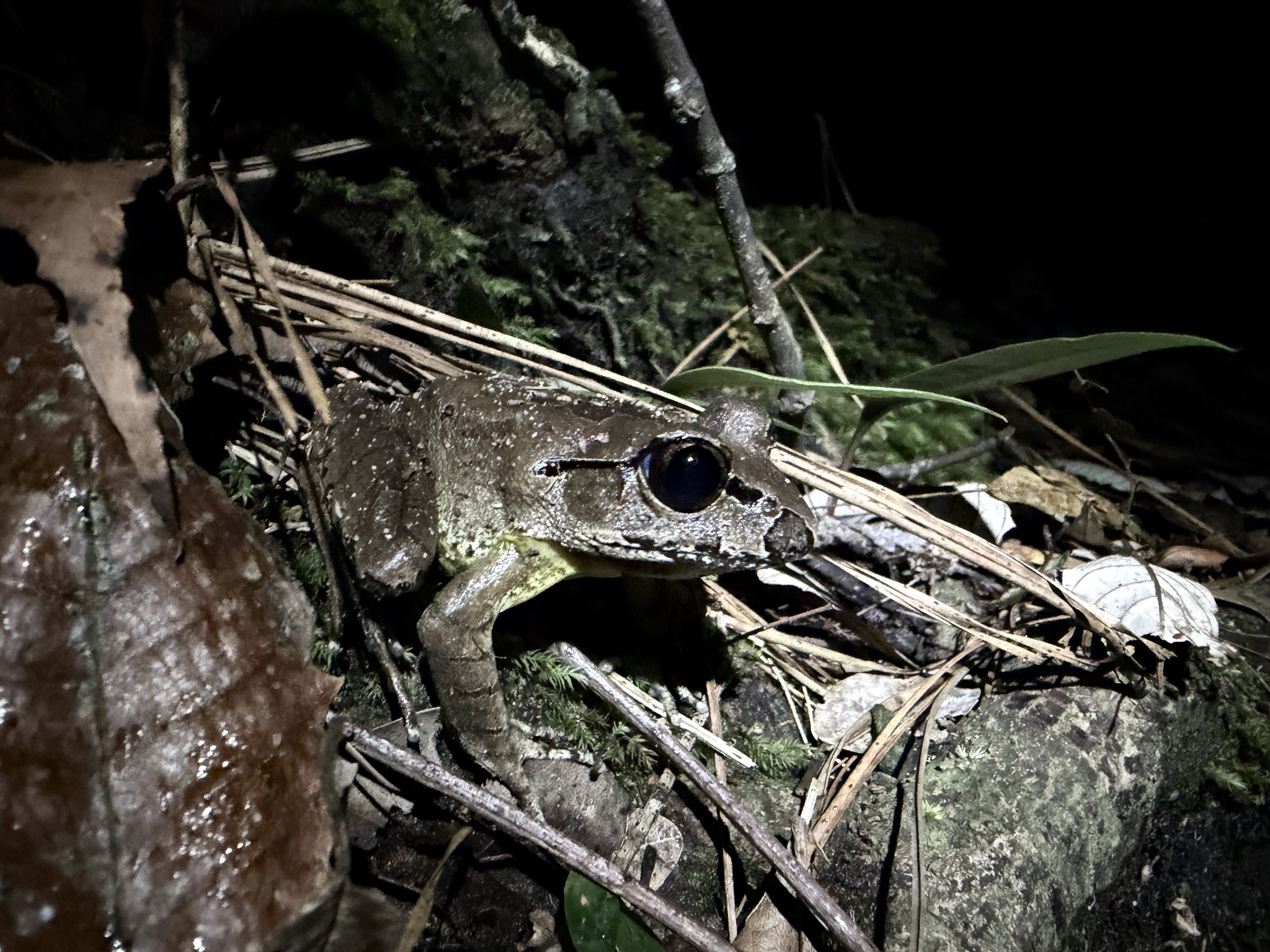 Southern Stuttering Barred Frog photo 6